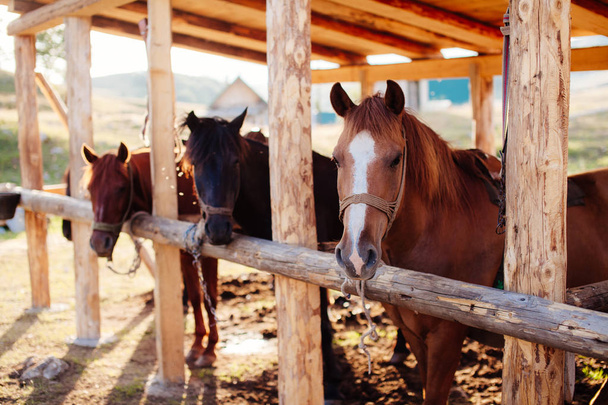 belos cavalos em stall
 - Foto, Imagem