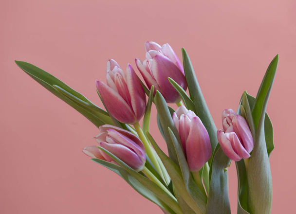  kytice krásné tulipány růžové barvy - Fotografie, Obrázek