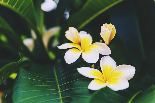 close-up of white frangipani flowers - Φωτογραφία, εικόνα