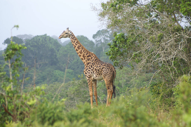 Uma girafa de pé em uma área forrestada
 - Foto, Imagem