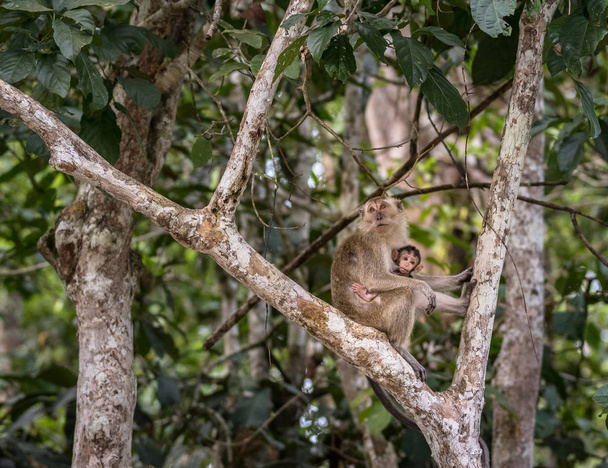 Wilde baby lang staart Makaak zuigen moedermelk van haar moeder - Foto, afbeelding
