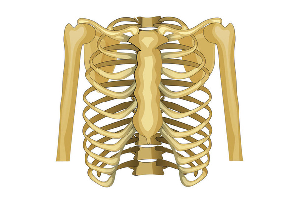 chest, upper body. - Vector, Image