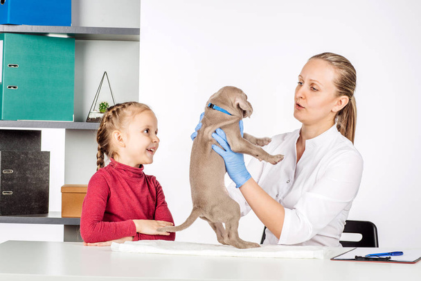 Veterinarian coworker examining a dog in medical office - Foto, immagini