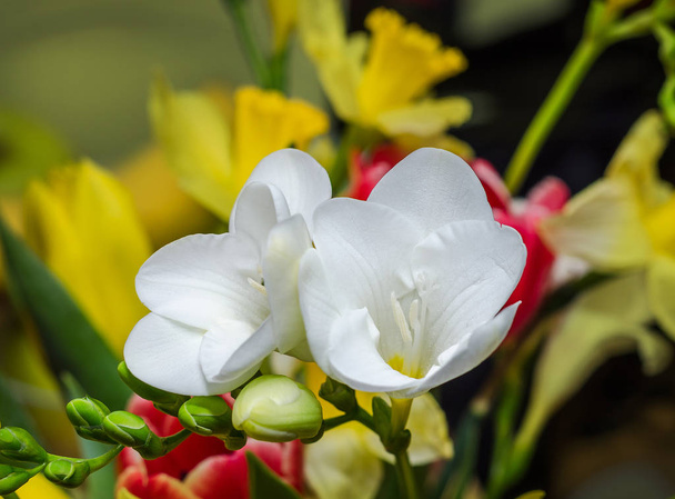 Flor de freesia blanca, brotes verdes, aislados sobre fondo bokeh
 - Foto, imagen