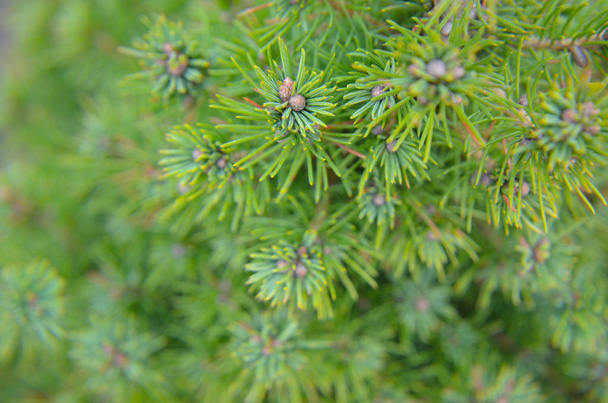 Canadian spruce conic, beautiful green tree - Photo, Image