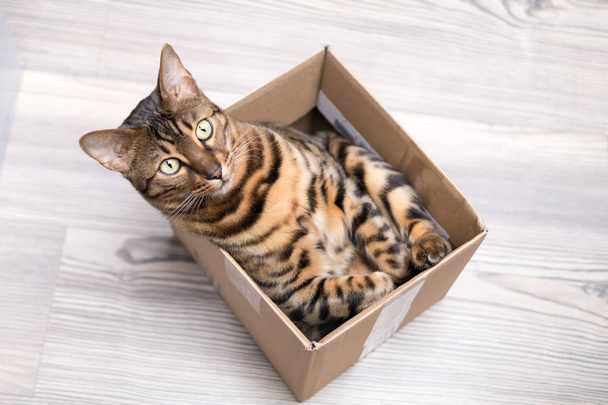 Bengal Cat in Box - Фото, зображення