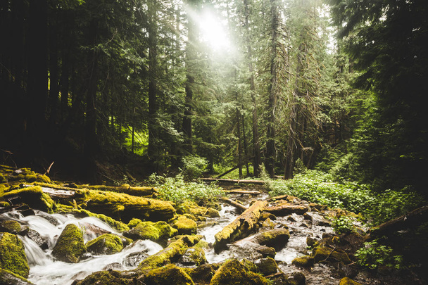 緑豊かな森を流れる岩のストリーム - 写真・画像