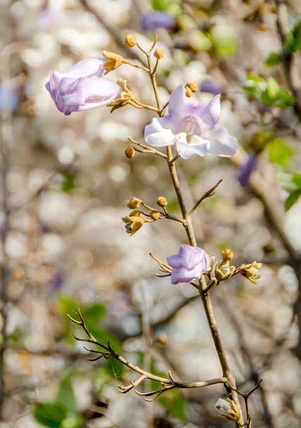 アオギリのキリの藤色の花クローズ アップ - 写真・画像