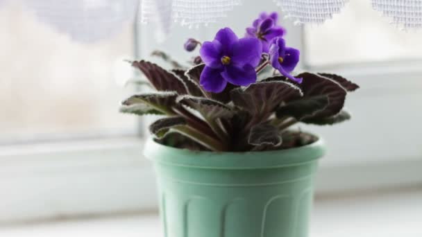 Hermosa flor de violeta púrpura en el alféizar de la ventana del hogar
 - Metraje, vídeo