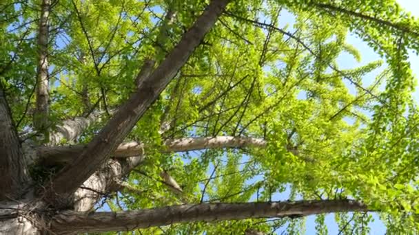 Moderne reclame - slow motion 4k UHD rotatie van ginkgo biloba grote boom - zicht van onderen  - Video