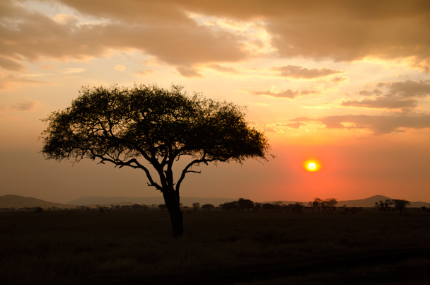 Pôr-do-sol brilhando com uma única árvore de Acácia na África
 - Foto, Imagem