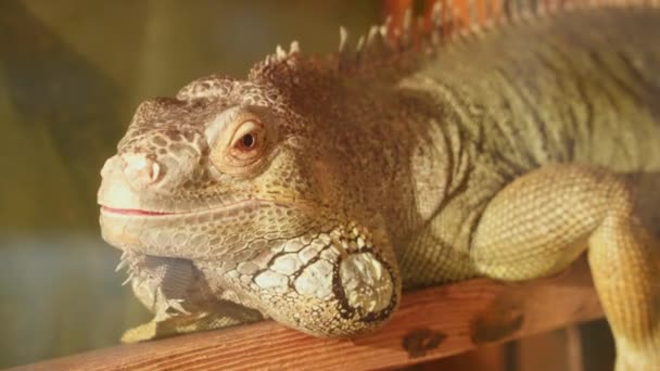 Widok z boku z iguana siedzącego na gałęzi - Materiał filmowy, wideo