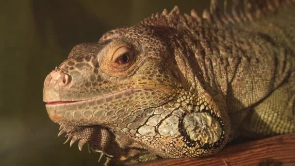 Close-up da cabeça de uma iguana amarela
 - Filmagem, Vídeo