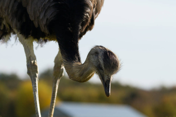 Close-up portrait of ostrich - Foto, afbeelding