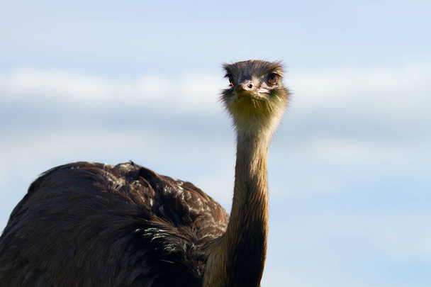 Close-up portrait of ostrich - Фото, изображение