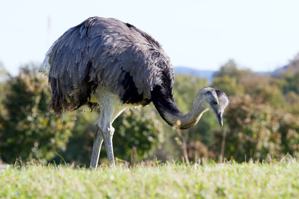 Ostrich at the nature reserve - Valokuva, kuva