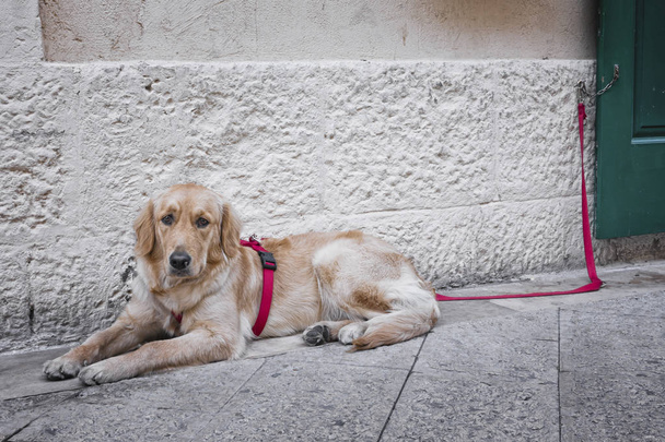Hond liggend op de grond gebonden met een rood touw - Foto, afbeelding