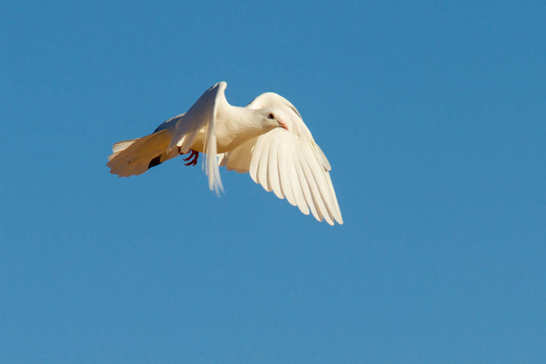 bílá holubice létající - Fotografie, Obrázek