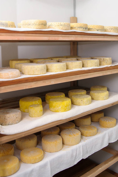 cheese at the dairy, cheese is ripen on wood racks - Foto, imagen