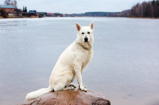 White Swiss shepherd dog on the stone in the lake - Фото, изображение