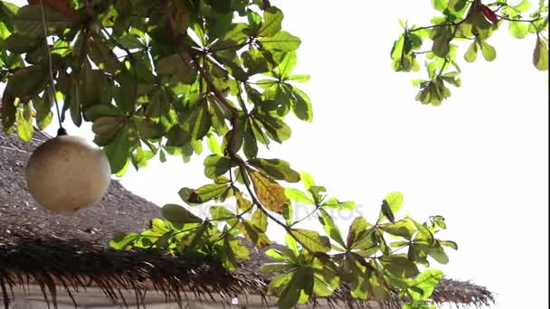 Lampe hängt am tropischen Baum am Strand mit grünen Pflanzen im Hintergrund. tropische Insel bali, Indonesien. sanur beach handgemachte Lampe. - Filmmaterial, Video