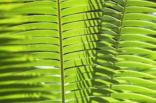 Green Fern Leaves Background - Foto, afbeelding