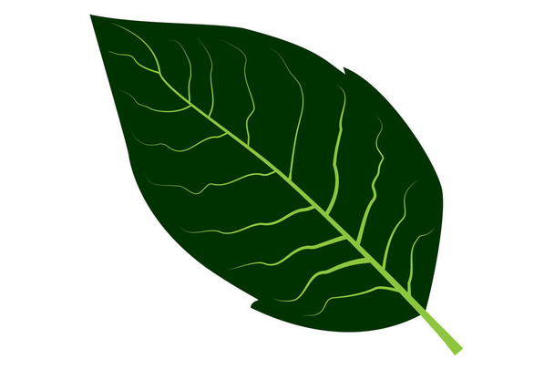 vecteur de feuilles de tabac
  - Vecteur, image