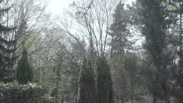 Eski mezar taşı bir güneşli bahar gününde Ivy ile kaplı. Soldan sağa mezar taşı üzerinde pan. 4k Slog3. Uzak ihtimal. - Video, Çekim