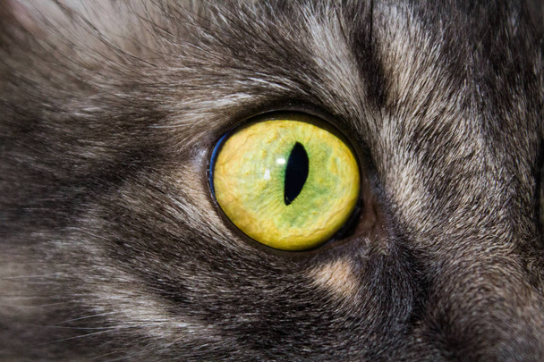 cat's eye large - Valokuva, kuva