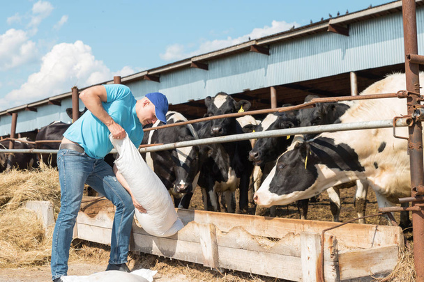 Landwirt füttert Kühe auf Bauernhof - Foto, Bild