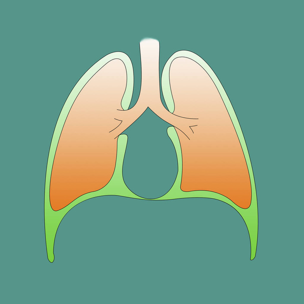 Αναπνευστικό σύστημα infographic του υπεζωκότος σε πράσινο λεμονάτα - Φωτογραφία, εικόνα