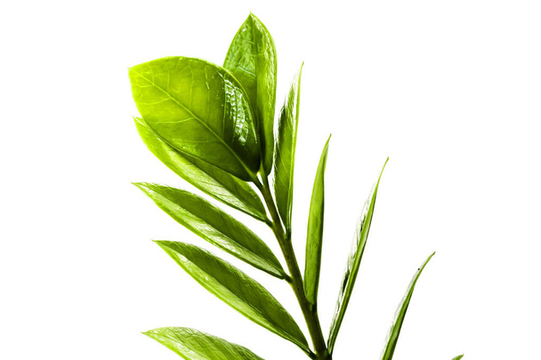 Φύλλα zamiifolia, ορχιδέα, Ζαμιοκούλκας σε λευκό φόντο. - Φωτογραφία, εικόνα