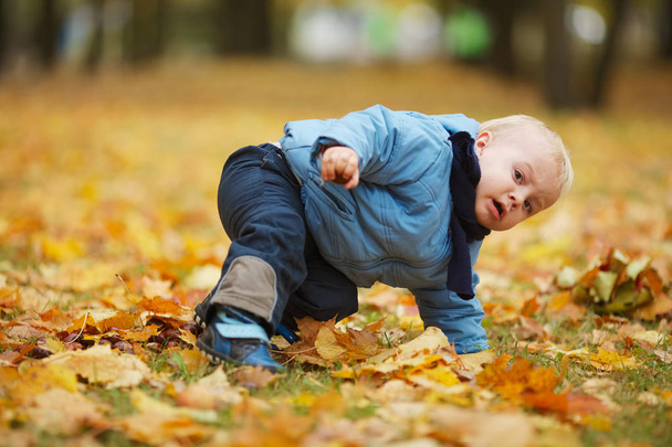 cute little boy in autumn park - Foto, Imagem