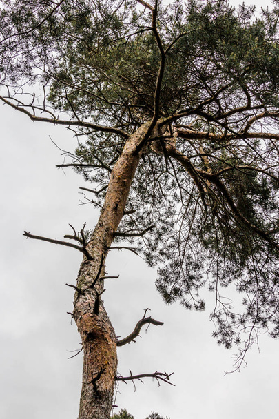 Baum im Wind - Foto, Bild