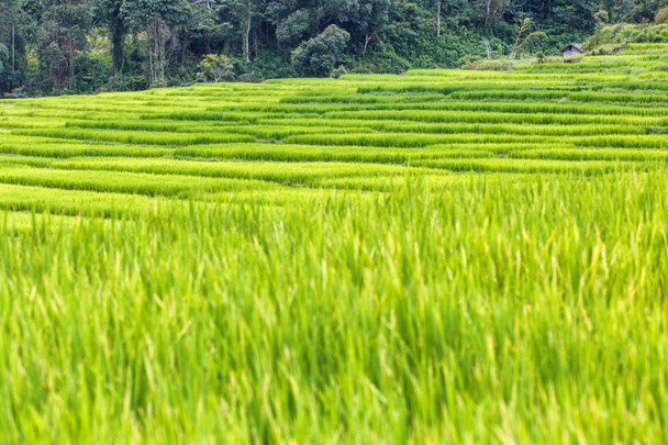 Zelené terasovité rýžové pole v Mae Klang Luang, Mae Chaem, Chiang Mai, Thajsko - Fotografie, Obrázek