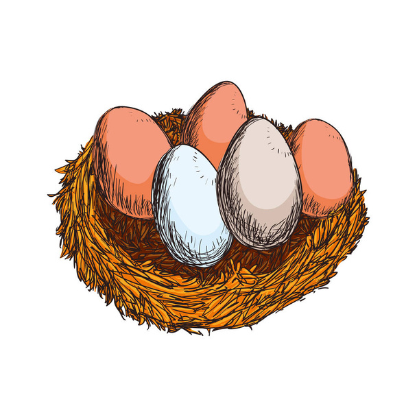 Fresh eggs hand draw - Vector, Image