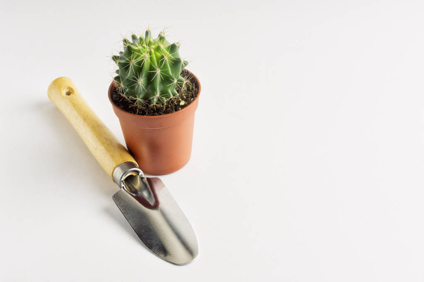Kaktus v hrnci a zahradní lopata - Fotografie, Obrázek