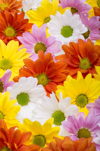 Coloridas flores de crisantemo
. - Foto, Imagen
