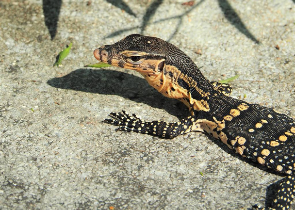Water Monitor, Varanus Salvator, Monitor Lizard Crawling On Ground - Photo, Image