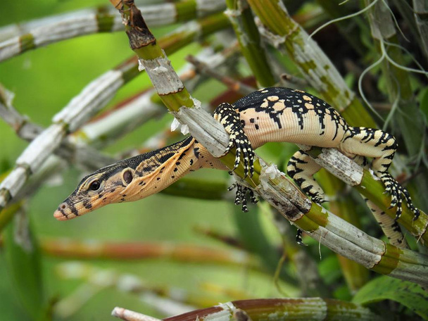 Water Monitor, Varanus Salvator, Monitor Lizard On Tree Branches - Photo, Image