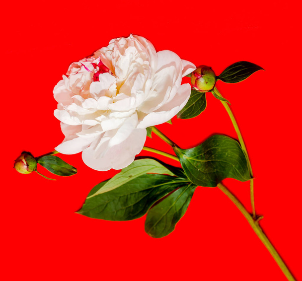 Peregrina Paeonia biały na białym, czerwonym tle, z bliska - Zdjęcie, obraz