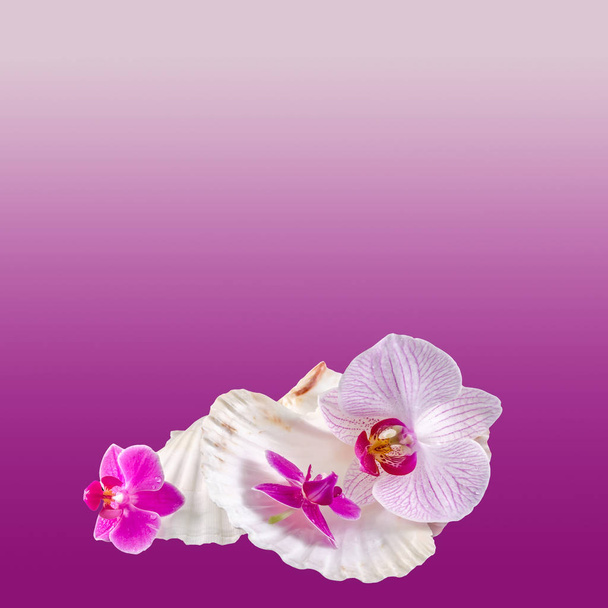 Fleurs d'orchidées colorées et coquillages, isolés, découpés, Orhidée
 - Photo, image
