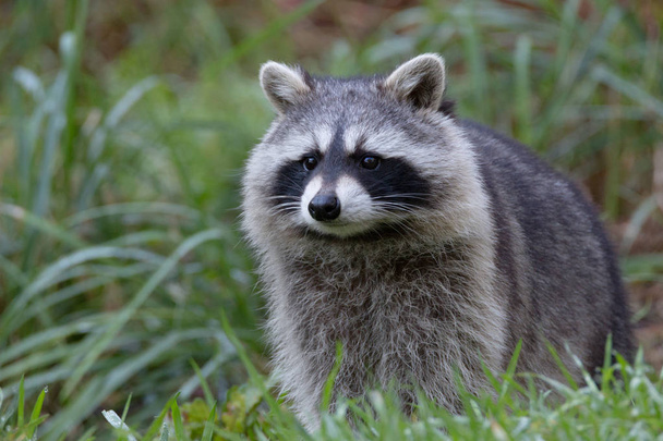 Raccoon sitting in the grass - Photo, Image