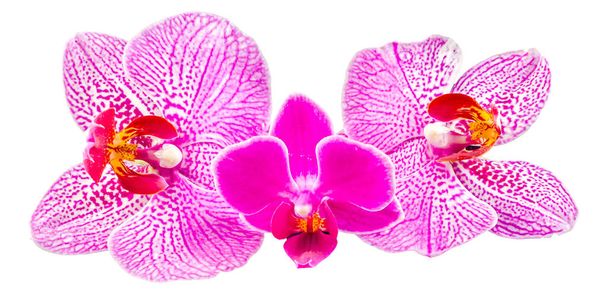 Flores de orquídeas rosa, Orhideea Phalaenopsis, isoladas
 - Foto, Imagem