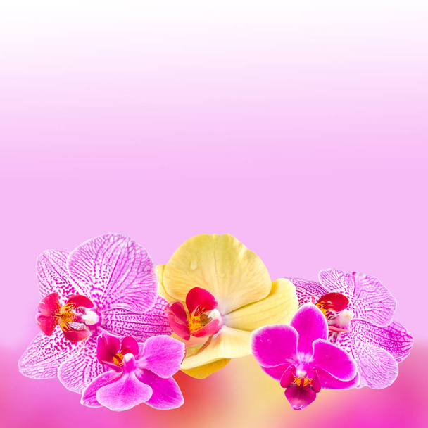 Flores de orquídeas coloridas, malva, amarelo, rosa, roxo, Orhideea Phalaenopsis, isoladas
 - Foto, Imagem