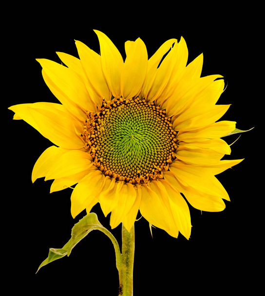 Жовтий соняшник, крупним планом, ізольований, вирізаний, чорний фон
 - Фото, зображення