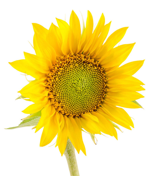 Sarı ayçiçeği, yakın çekim, izole, kesme - Fotoğraf, Görsel