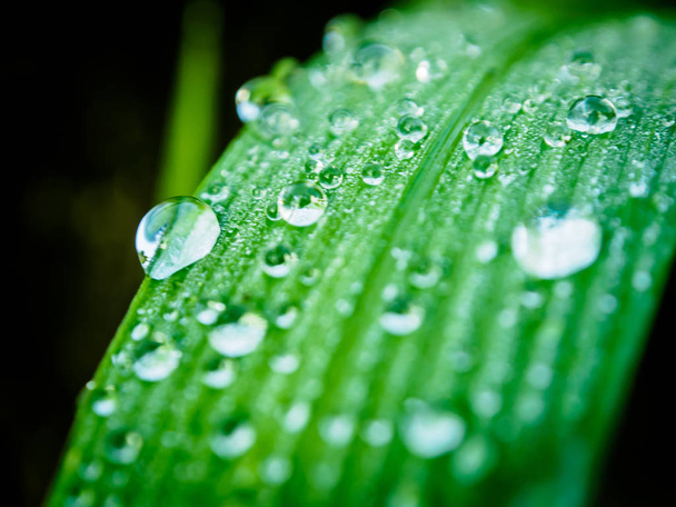 Tau / Wassertropfen auf grünem Blattmakro - Foto, Bild