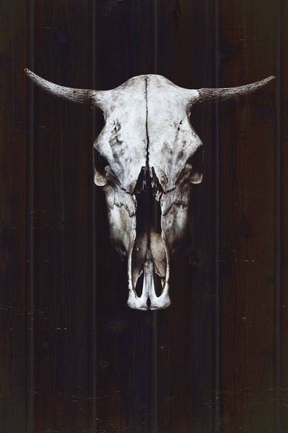 木の板の背景に角のついた白い雄牛の頭蓋骨 - 写真・画像