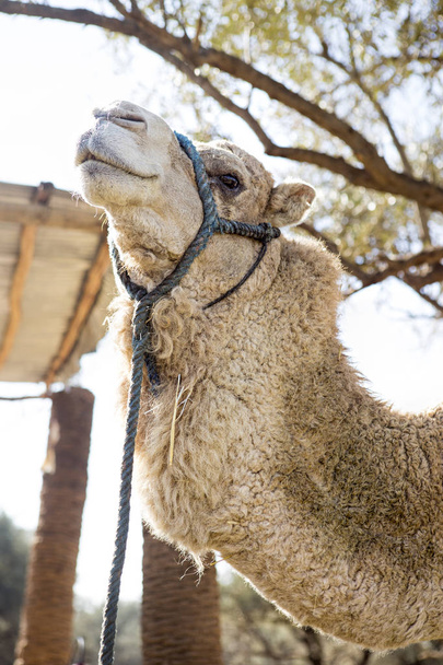 Camel on the farm in Morocco  - Фото, изображение